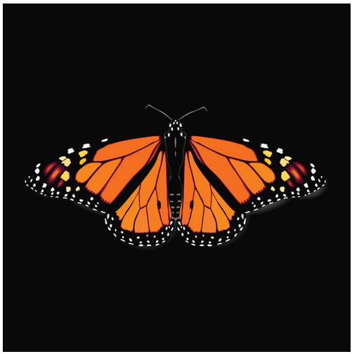 Animal, Animals, Butterfly, color, Colorful, Crew, Crew Neck, Tee, Woman's, Women'sMonarch Tee from FineRag.comfinerag.com